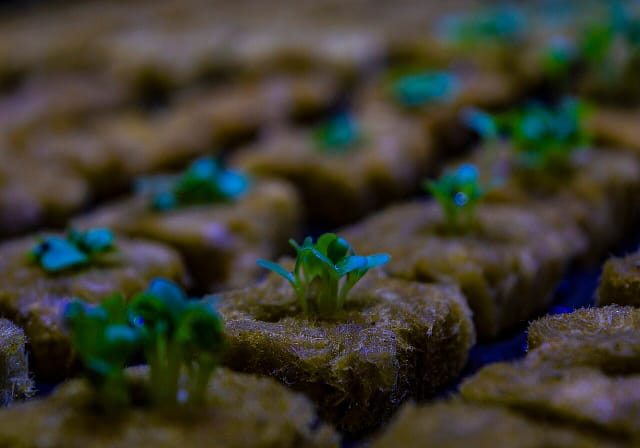 Seedlings growing in rockwool cubes at Darsena Grow Up in Ravenna, Italy