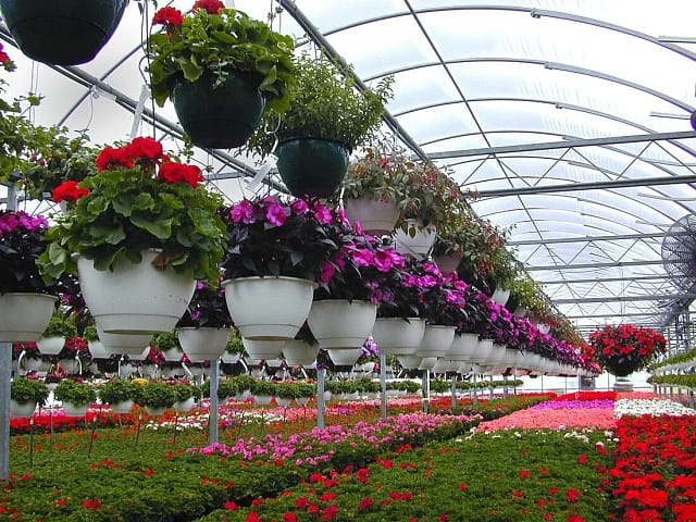 Flower crops growing in a commercial greenhouse nursery