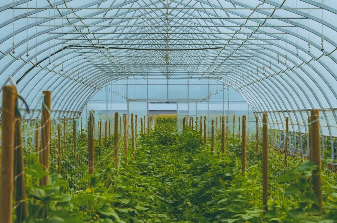 Rows of green plants in a commercial greenhouse