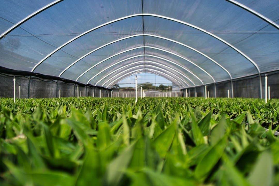 Commercial greenhouse plants