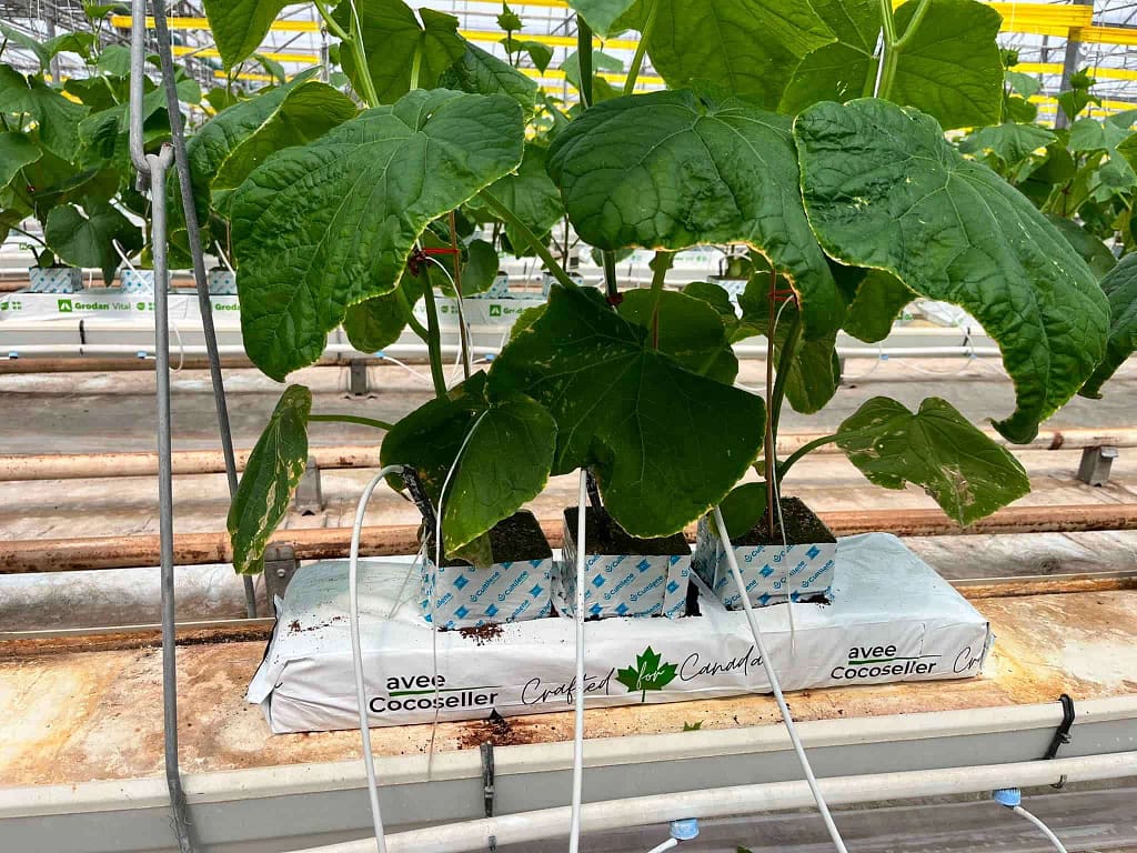 Cucumber plants growing in Avee Cocoseller coco coir grow bags inside a commercial greenhouse for hydroponic cultivation.