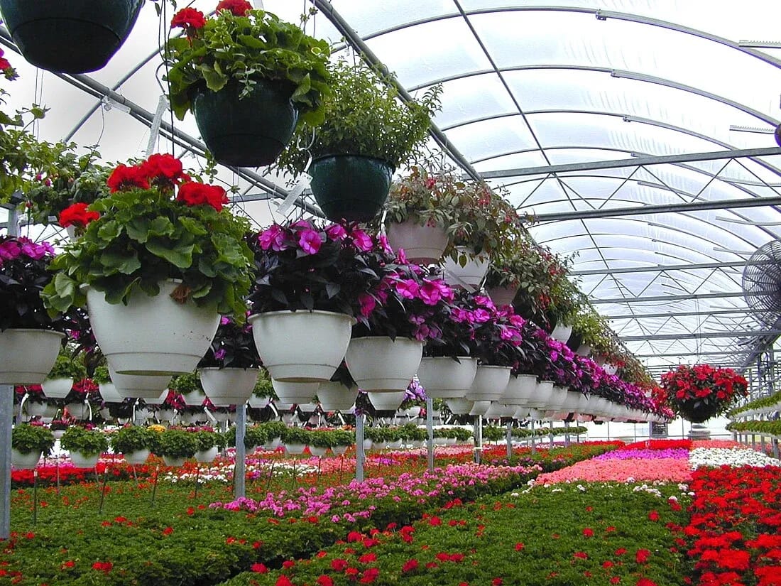 Flower crops growing in a commercial greenhouse nursery
