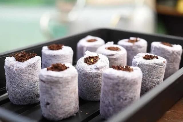 Coco coir seed-starting dots supporting healthy root development