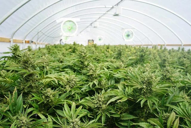 Commercial cannabis greenhouse grow room using coco coir grow bags — licensed producer Canada USA