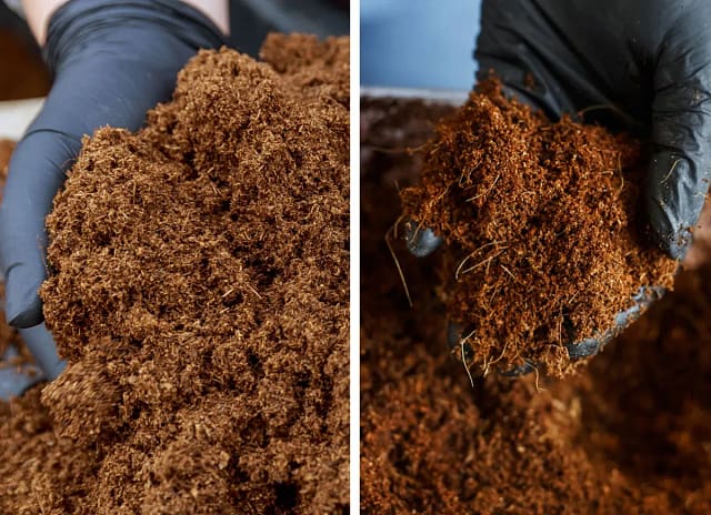 Coco coir growing medium as a sustainable alternative to peat moss