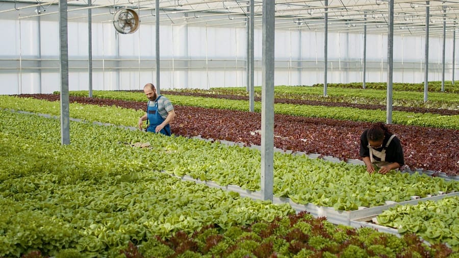 Workers inspecting rows of lettuce in a commercial hydroponic greenhouse
