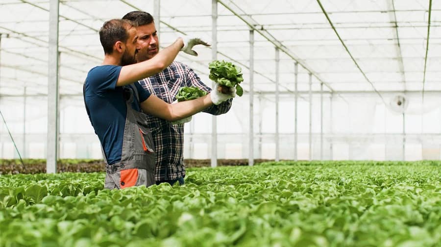 Agronomist inspecting healthy leafy greens in a commercial hydroponic greenhouse