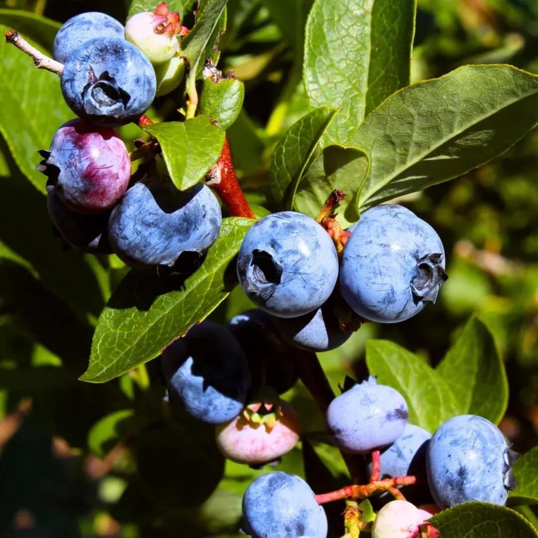 Ripening blueberries on the vine, representative of Abbotsford's Fraser Valley blueberry acreage