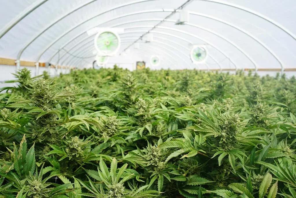 Commercial cannabis greenhouse using coco coir substrate in Canada