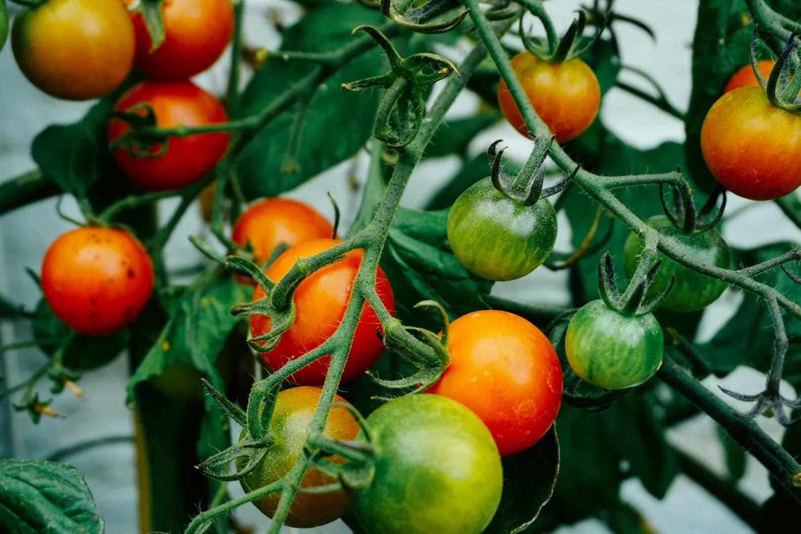 Greenhouse tomatoes growing in coco coir grow bags — Leamington Ontario Canada