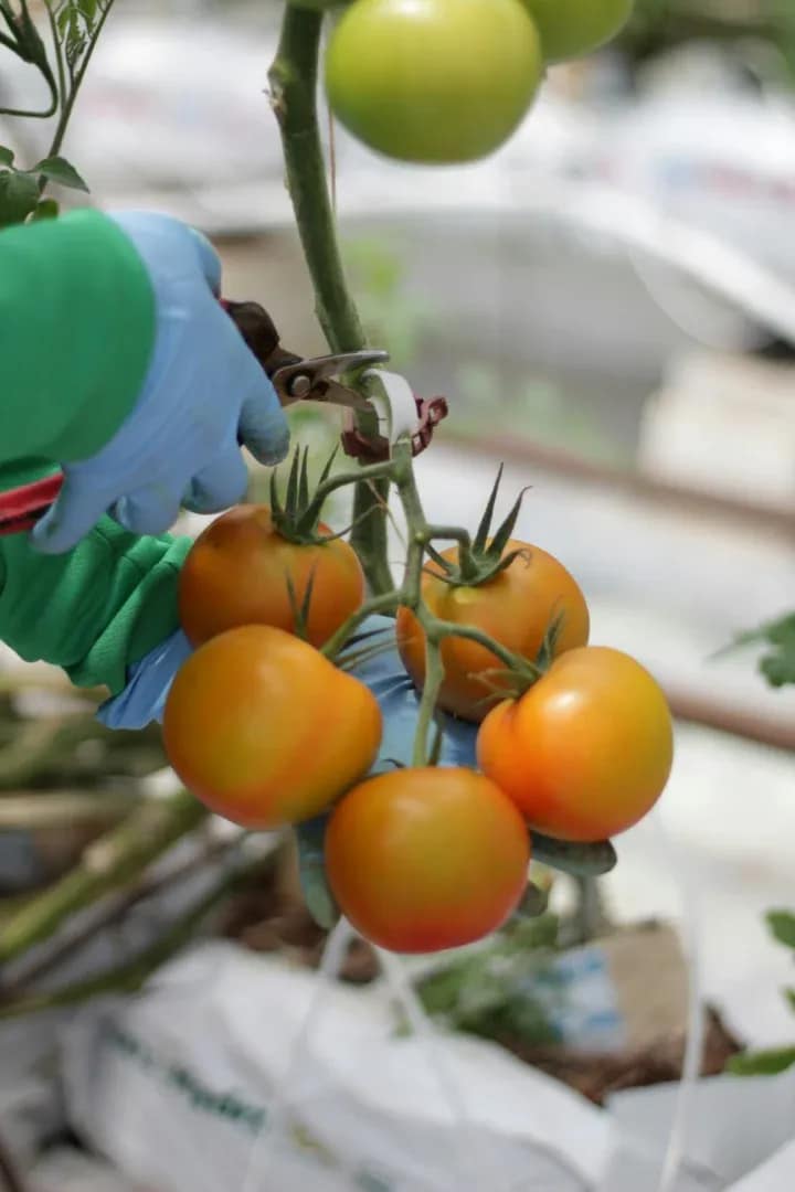 Greenhouse tomatoes and peppers grown in coco coir, reflecting Pueblo's Arkansas Valley chile-growing heritage
