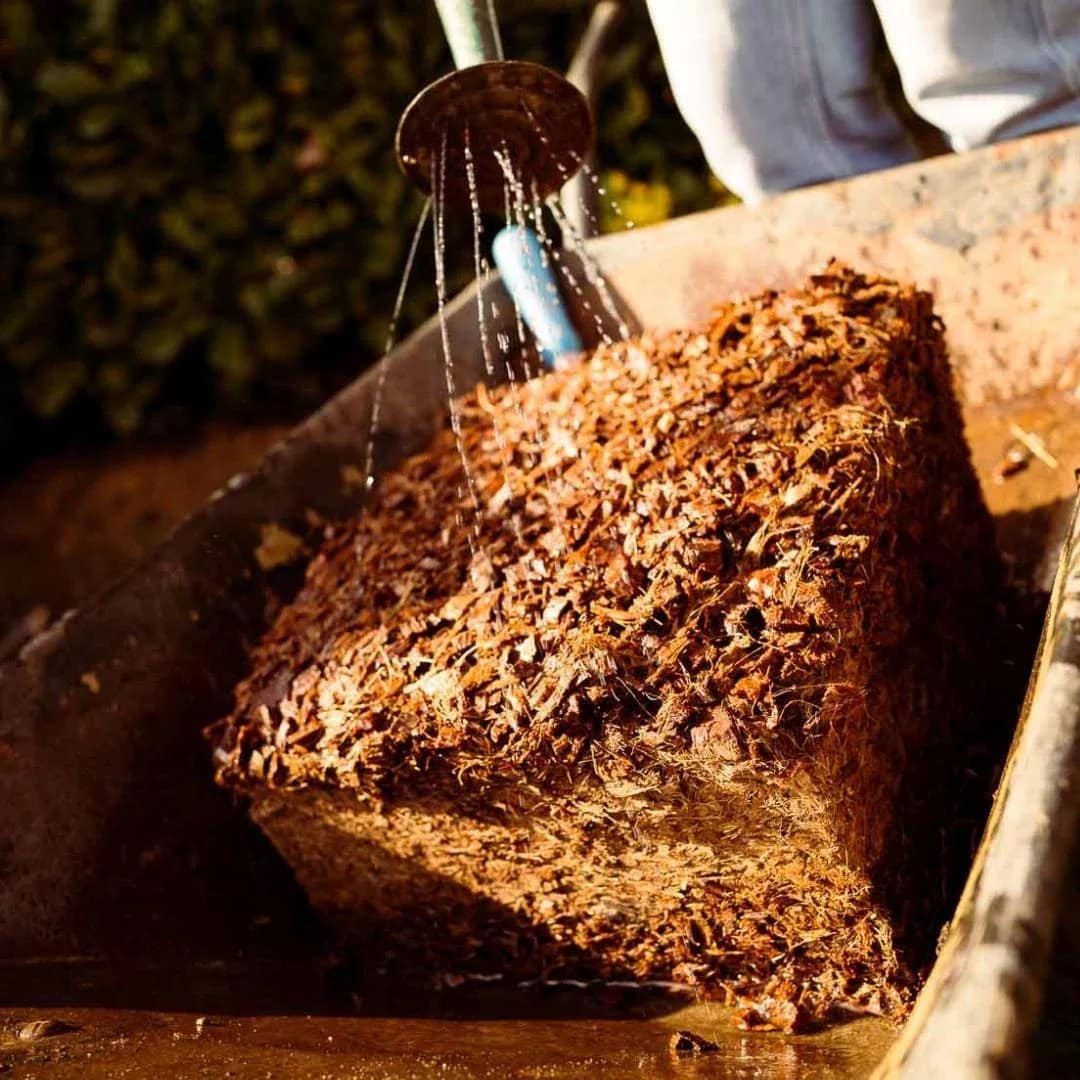 Avee Cocoseller pre-expanded loose coco coir for commercial mushroom farm substrate