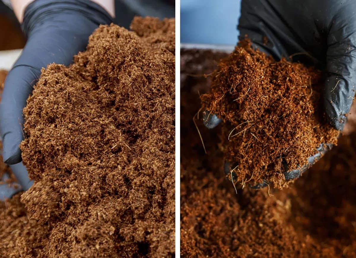 Side-by-side comparison of coco coir and peat moss growing media