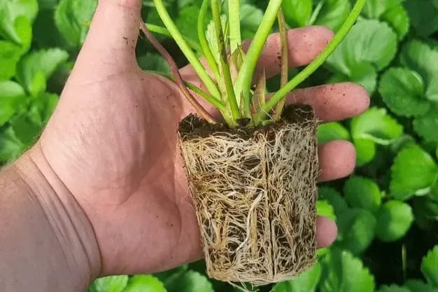 Avee Cocoseller wholesale coco coir Canada