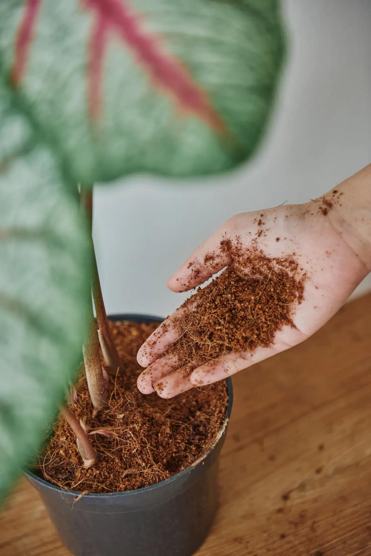 Grower tending to plants grown in buffered coco coir